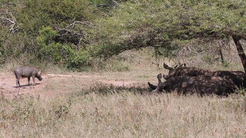 muddy warthog walks past lazy white rhinos