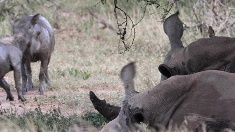 white rhino laying down warthogs playing battle