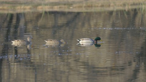 Four Mallard Ducks in a Row