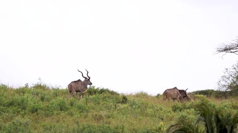 kudu plains game 3 males walking