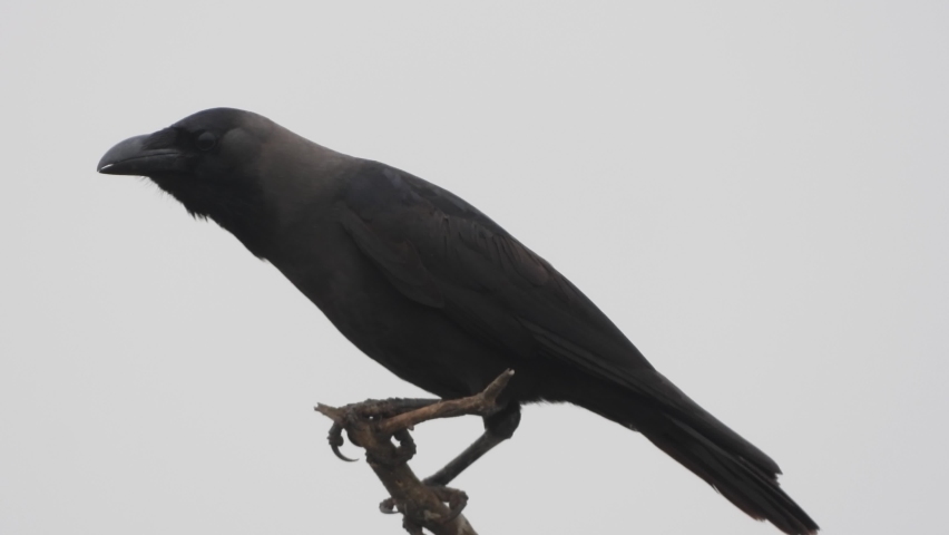 Ceylon colombo crow Stock Video Footage - 4K and HD Video Clips ...