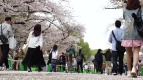 TOKYO, JAPAN - APR 2021 : View of crowd of people and pink cherry blossoms at the park. Back shot of many people walking down the street. Slow motion shot. Japanese spring season and nature concept.