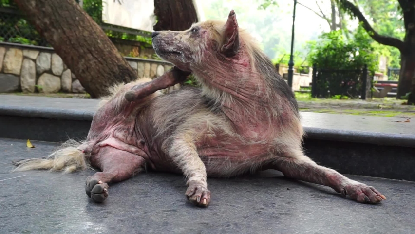 A dog scratching. A close up shot of a dog with Pruritus. A dog with pruritus will excessively scratch, bite, or lick its skin with loosing fur.