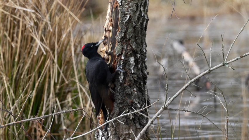 Black woodpecker (Dryocopus martius) in its natural enviroment