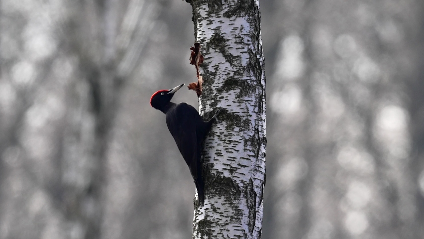 Black woodpecker (Dryocopus martius) in its natural enviroment
