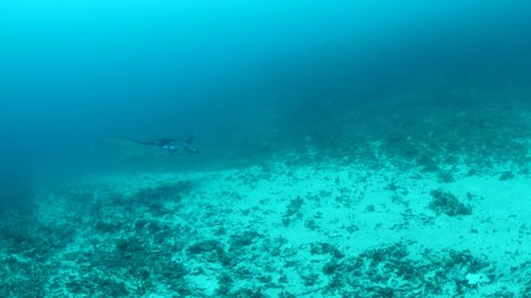 manta ray swim elegant underwater around corals ocean scenery scuba divers to see 
