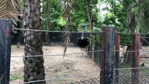 ostrich (Struthio camelus) in the aviary (bird video clip) Chainat Bird Park, Thailand, March 1, 2022