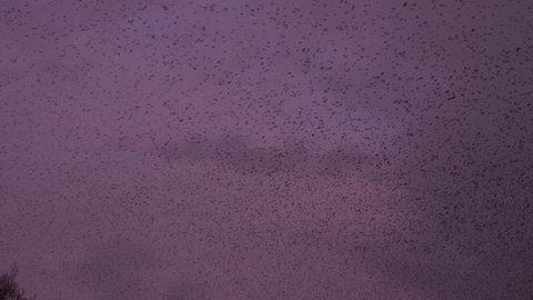 Starling birds flying in the evening sky in murmuration  England UK 4K