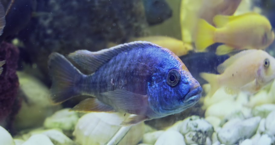 Close-up blue fish in aquarium swims away. Beautiful brigh Aulonocara nyassae with colorful fish-pets flock. Slow motion 4k footage. Tropical fish fauna in home aquarium with corals. Calming hobby | Shutterstock HD Video #1088813707