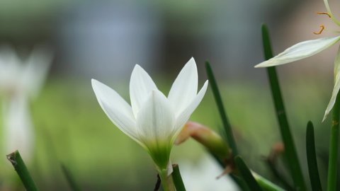 Zephyranthes (Also called fairy lily, rain flower, zephyr lily, magic lily) with a natural background