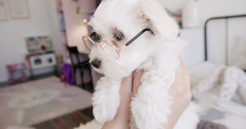 Little purebred puppy Bichon Frise with little funny glasses is playing in the bedroom, Funny Pet, Domestic cute pet. Leisure Dog Lifestyle on domestic room. Adorable pet.