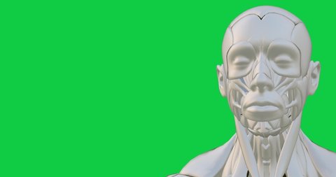 3D model of a man's head as mannequin rotating in loop with green screen background. Anatomy model of a human body and concept for cyborg and human like robots