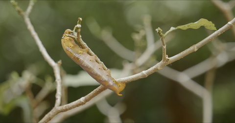 Caterpillar of army green hawk moth, Daphnis nerii, moving, crawling wobbling, and creeping on gardenia branch. Study movement to develop soft body robot or endoscopes to support people and mankind.