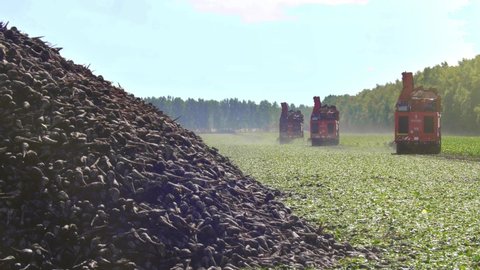 Agricultural vehicle harvesting sugar beets. Fresh sugar beets on the field farm