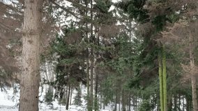 Coniferous trees in the snow on the slope.  For video presentation, advertising.