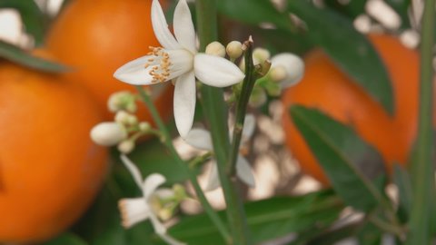 Close-up of the beautiful white orange fragrant flower blooming on the branch