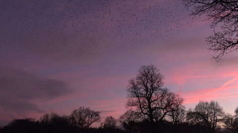 Birds flying in large numbers in winter migration as starling murmuration is seen at sunset England UK 4K