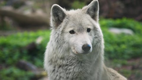 portrait of white tundra wolf, Canis lupus Albus in zoo in sunny day outside, close-up view of polar wolf head. arctic white wolf on green grass background. 