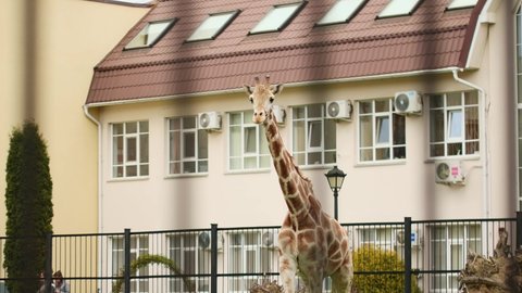family of giraffes walking, eating, feeding in zoo, outdoors in sunny day. funny little young giraffes stretching its neck to feed vegetation. slowly walking giraffe on green grass modern building zoo