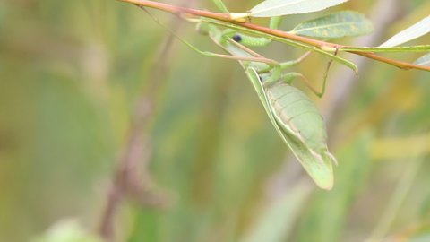 Close-up of a praying mantis on a green leaf. Media. Mantis with the Latin name Mantodea.