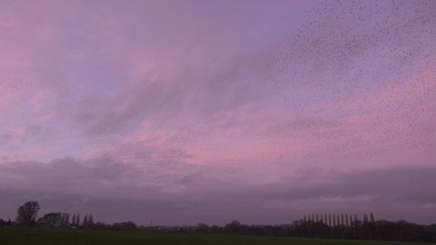 Large flock of birds flying as starlings murmurate in the evening light before migration England UK 4K