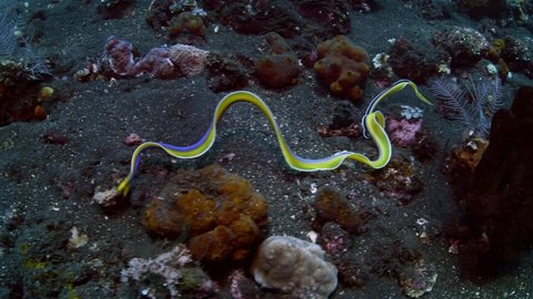 A very rare video of a Ribbon Eel -Rhinomuraena quaesita swims along the seabed. Underwater life of Tulamben, Bali, Indonesia. 