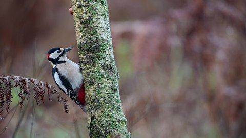 Great spotted woodpecker climbing a birch trunk and looking for hazelnuts, december, north rhine westphalia, (dendrocopos major), germany