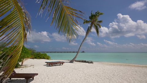 Palm tree on the beach. Maldives island. Paradise place for the rest