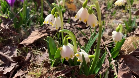 Snowdrop flowers in the rays of the setting sun. For video presentation, advertising.