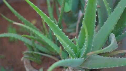 Close up of aloe vera plant at home. Fresh leaf of Aloe Vera in farm garden. Aloe Vera Plantation, Aloe Vera for ingredient cosmetics and skin care treatment
