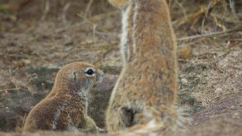 Attentive African Ground Squirrels On Their Habitats At Central Kalahari Game Reserve In Botswana. Selective Focus Shot