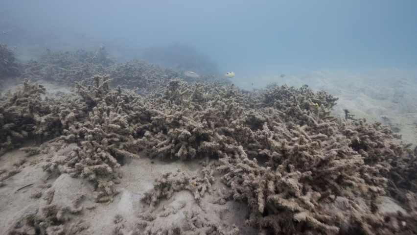 Underwater shot of dead coral reef | Shutterstock HD Video #1088835297