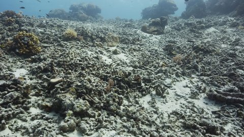 Underwater shot of dead coral reef