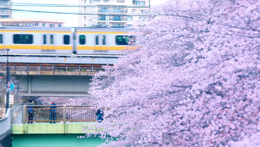 Spring, cherry blossoms and trains. Beautiful scenery of Japan. | Shutterstock HD Video #1088836497