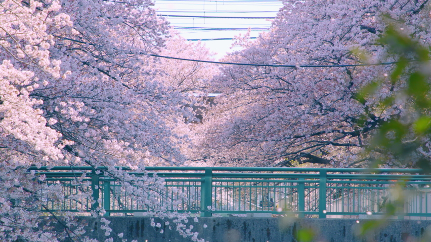 The arrival of spring, people coming and going amidst cherry blossoms in full bloom. Cherry blossoms and a bridge. Royalty-Free Stock Footage #1088836601