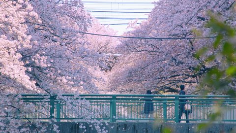 The arrival of spring, people coming and going amidst cherry blossoms in full bloom. Cherry blossoms and a bridge. Video Stok