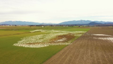 Aerial View of a Flock of Snow Geese in the Skagit Valley Farmland. Snow geese visit the Skagit in impressive numbers during the winter months, with annual counts often exceeding 50,000.