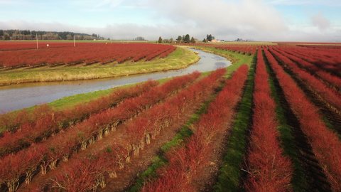Aerial Tour of the Blueberry Fields in Their Red Winter Color. Seen in the agricultural hub of western Washington state-the Skagit Valley.