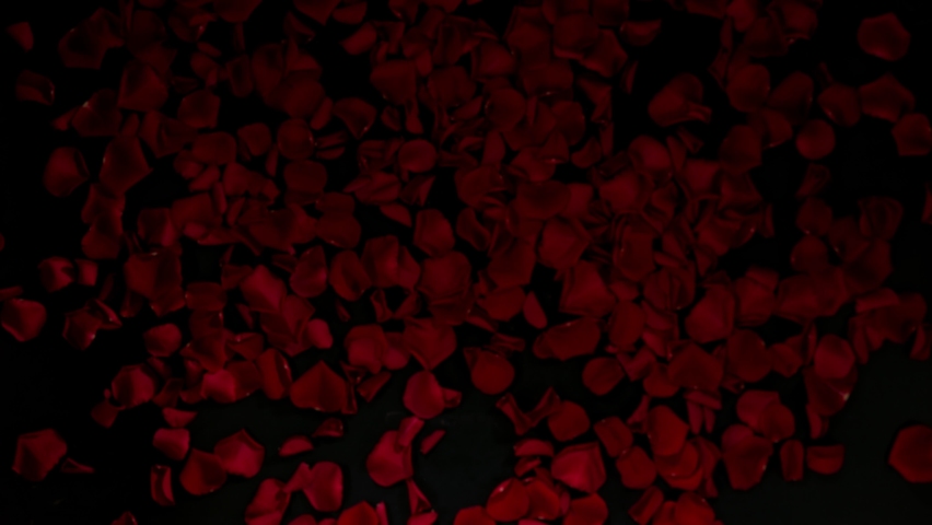 Super slow motion shot of flying red rose petals towards camera isolated on black at 1000 fps. | Shutterstock HD Video #1088840139