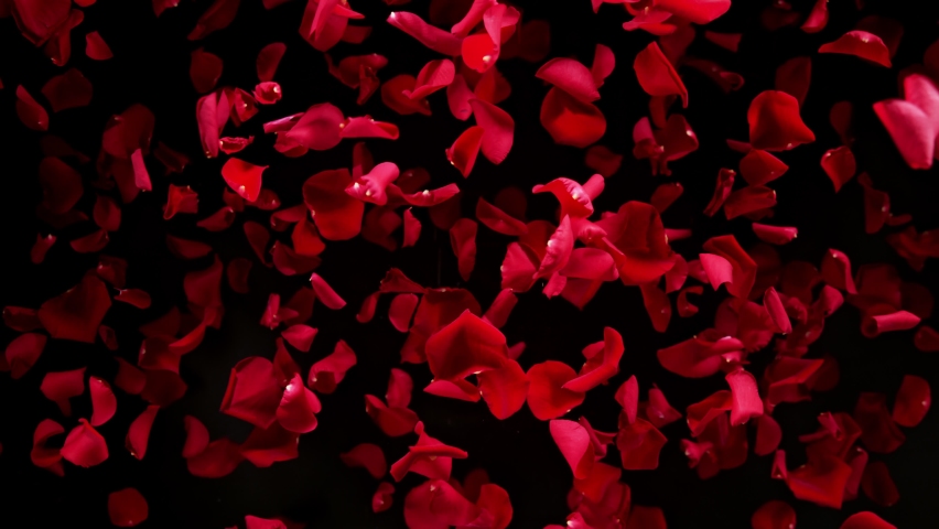 Super slow motion shot of flying red rose petals towards camera isolated on black at 1000 fps. Royalty-Free Stock Footage #1088840139