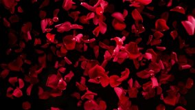 Super slow motion shot of flying red rose petals towards camera isolated on black at 1000 fps. - Powered by Shutterstock - Get 15% off with code: PIKWIZARD15