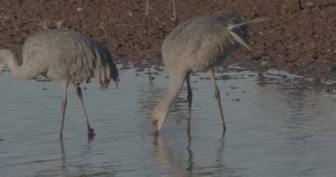 Sandhill Crane Pair Cranes Foraging Looking For Food Probing in Slow Motion