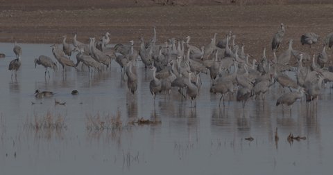 Sandhill Crane Flock Cranes Walking Wading at Dawn Dusk in Slow Motion