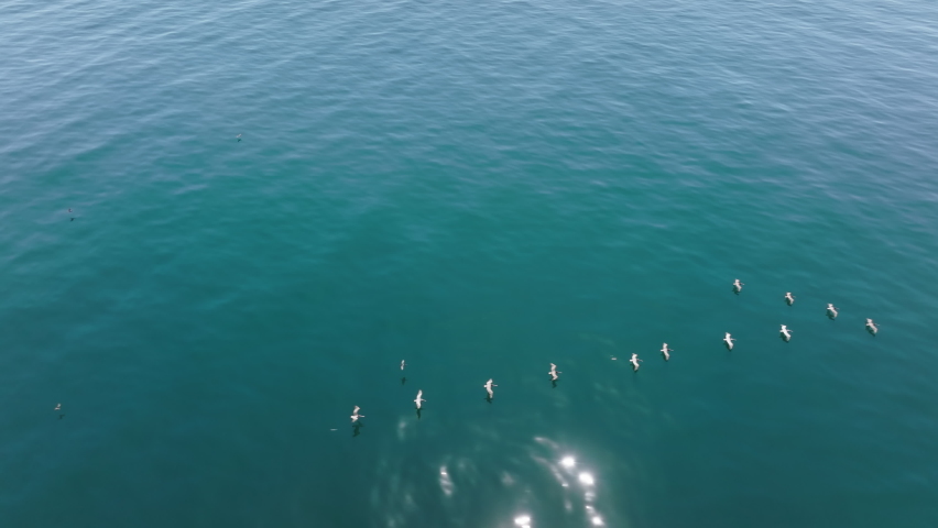 Aerial view of birds and mammals catching prey with coastal landscape behind. Flock of seabirds fly above the water with sunshine ripples against a smooth surface. High quality 4k footage Royalty-Free Stock Footage #1088841267