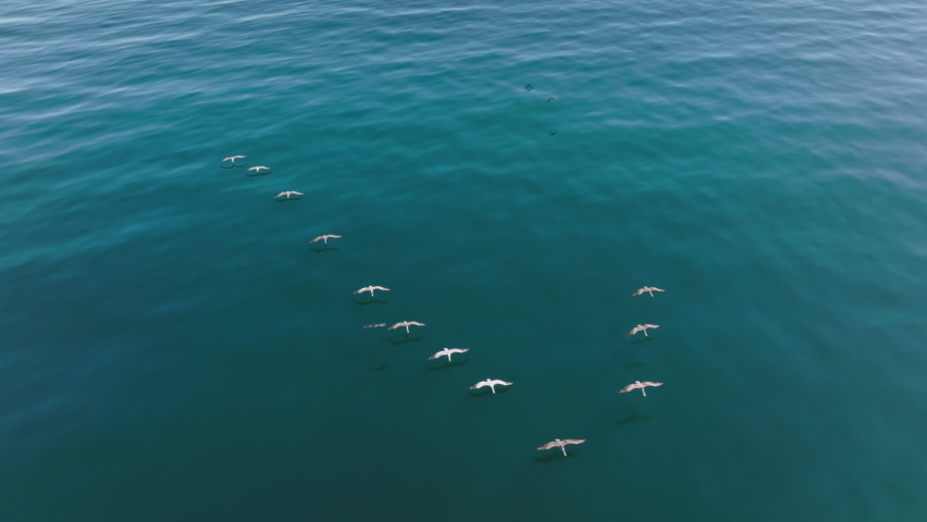 Aerial view of birds and mammals catching prey with coastal landscape behind. Flock of seabirds fly above the water with sunshine ripples against a smooth surface. High quality 4k footage