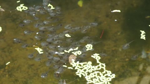 Tadpoles swimming in the water