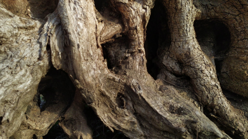 Gnarled old olive tree - lumpy, twisted and rough bark of an aged trunk. Close up of natural texture and shape. Royalty-Free Stock Footage #1088844863