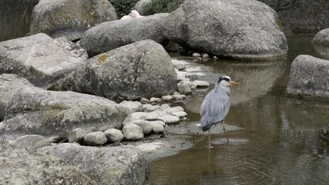Grey heron searching for food on pond surrounded by cliffs