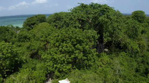 Baobab tree in coastal rainforest with fishing village on Kwale island.