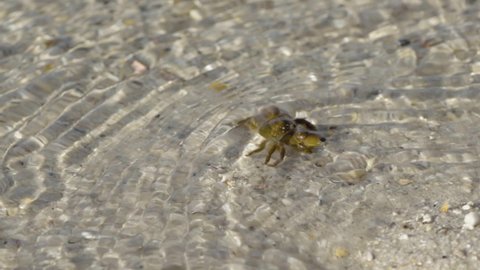 Medium close-up. Brownish beach crab scurries sideways across a wet coarse sand beach into the clear seawater.